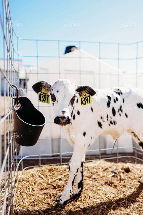 Holstein Calf in Pen 152094