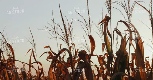 Setting Sun Peeping through Dried Corn at Harvest 3935