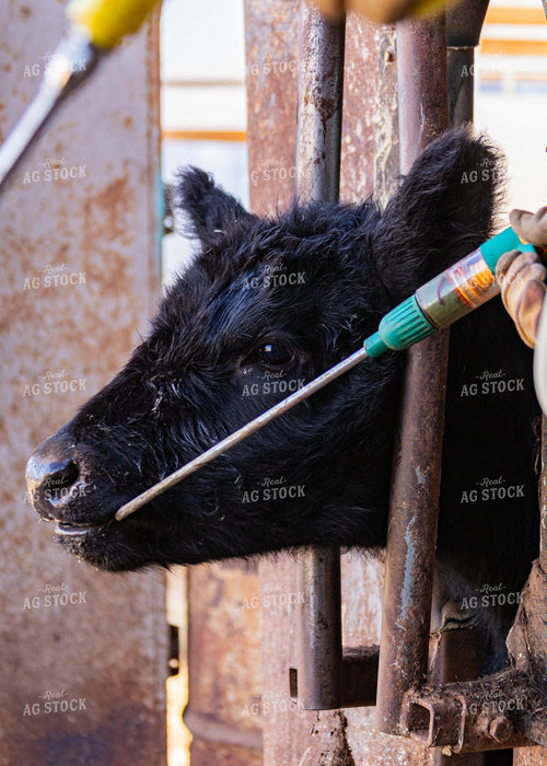 Cow Getting Vaccine 231028
