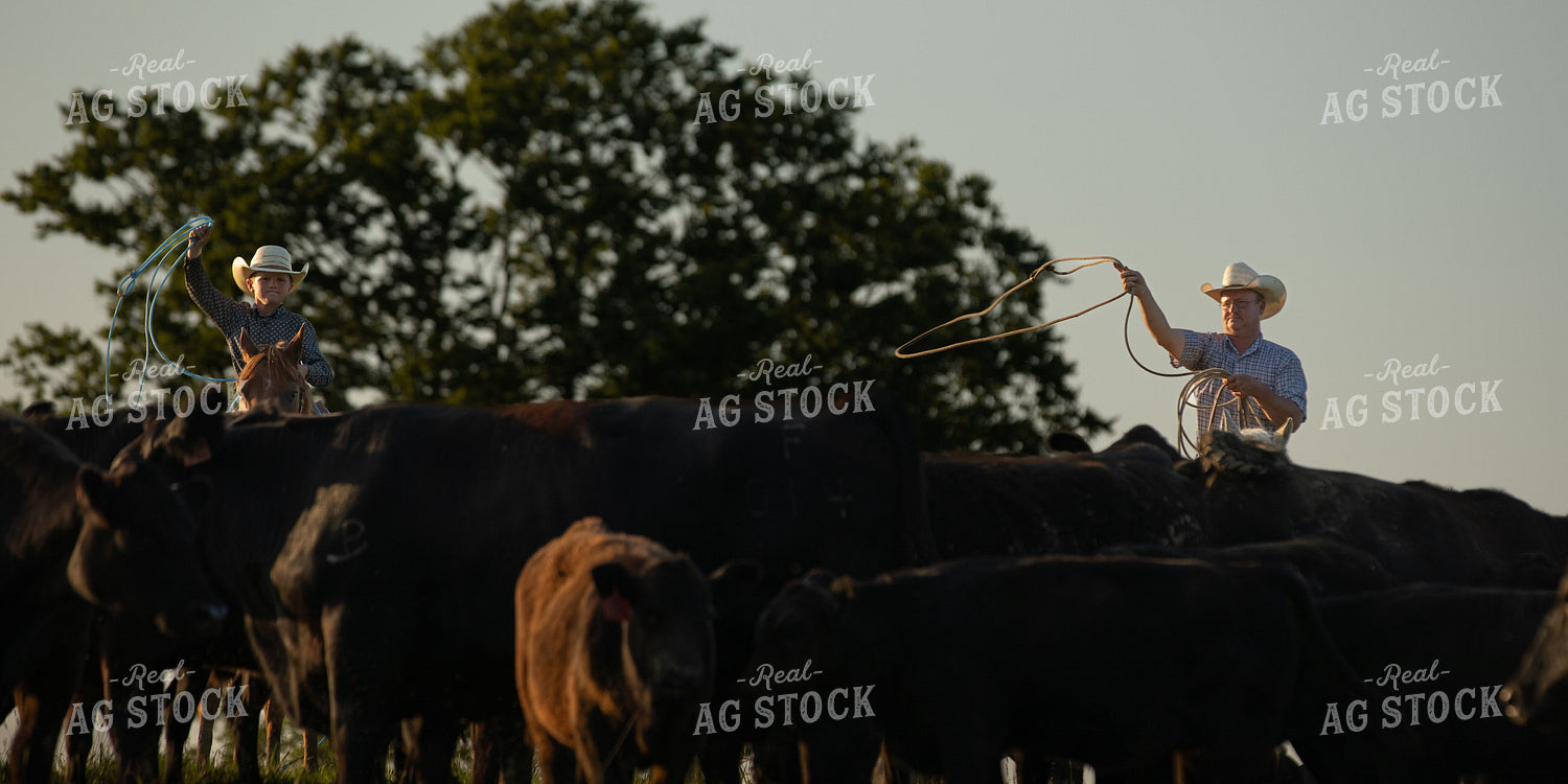 Cattle Corral 189005