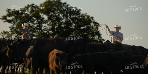 Cattle Corral 189005