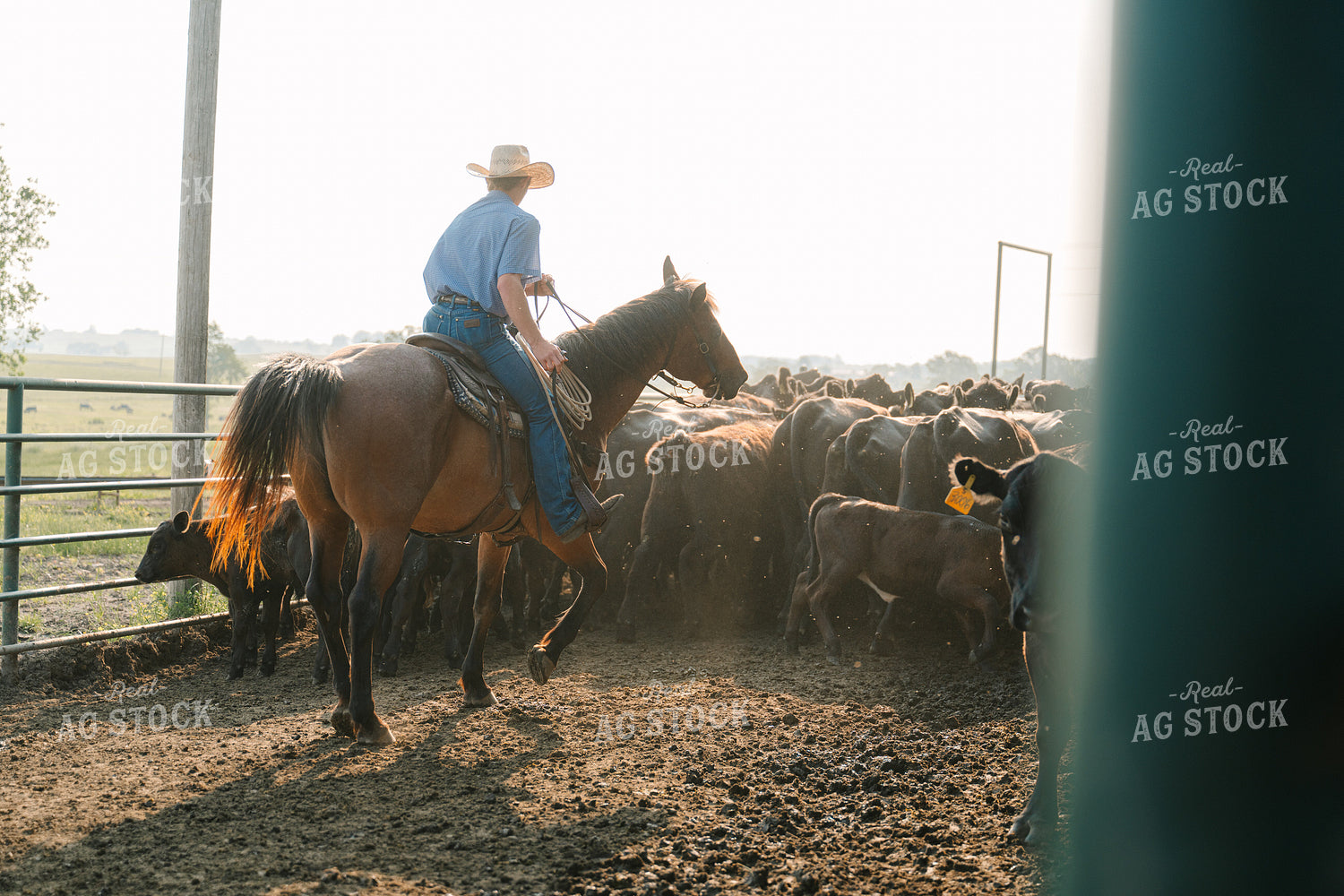 Rancher on Horseback in Cattle Sorting Pins 125116