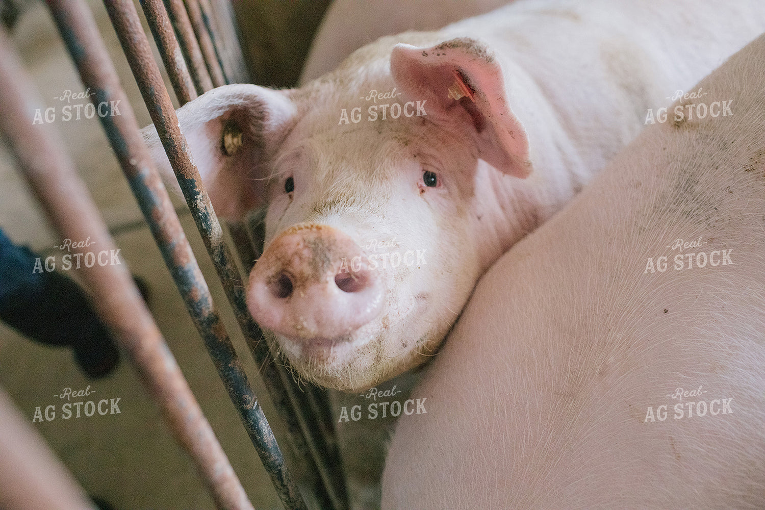 Pig in Pen in Modern Barn 3237