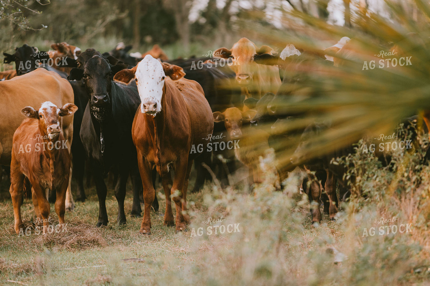 Florida Ranch 7285