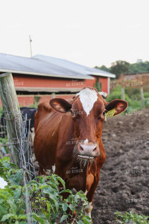 Holstein Cattle 1420002