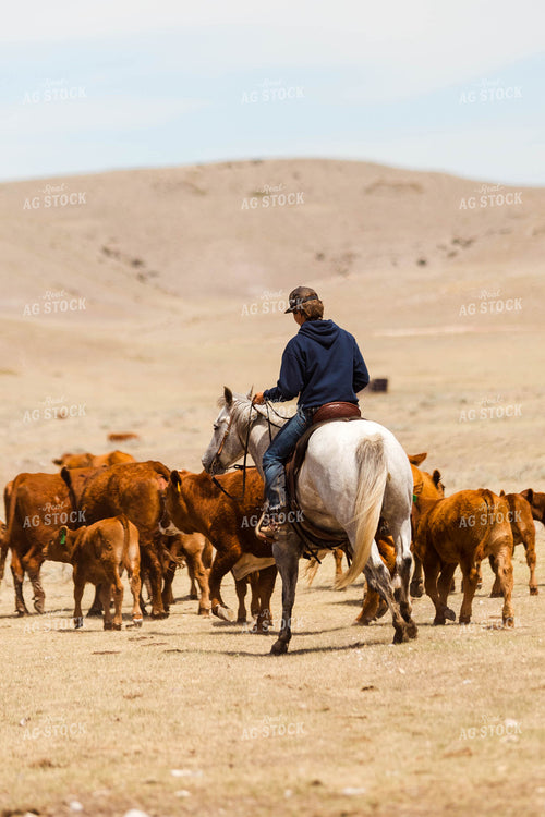 Rancher Gathering Cattle on Horseback 97198