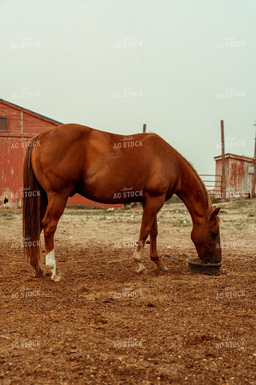 Ranch Horse 58136