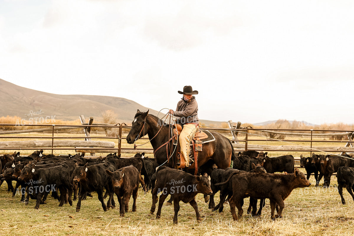 Doping Cattle Female Rancher Roping Cattle on Horseback 225027 – Real Ag Stock