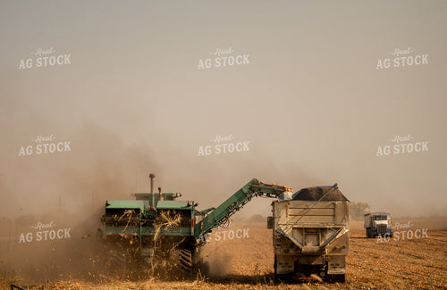 Onion Harvest 185170
