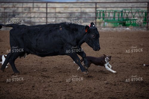 Dog Herding Cattle 304057