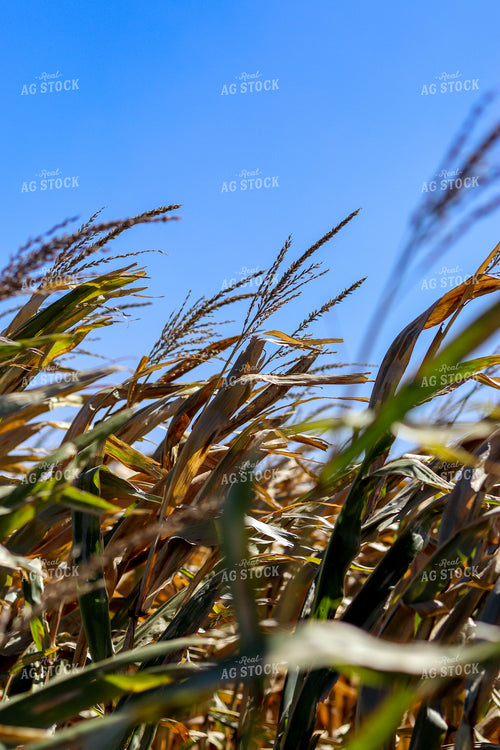 Corn Tassels 109014