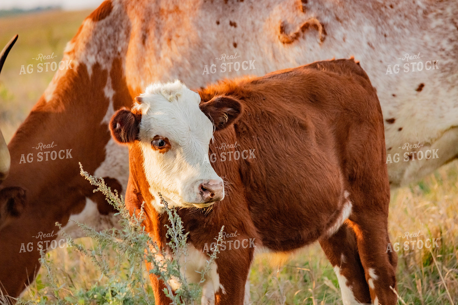 Hereford Calf 155067