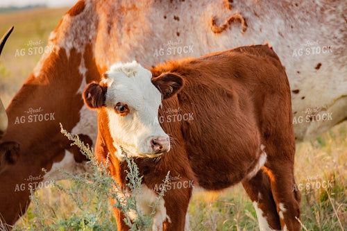 Hereford Calf 155067