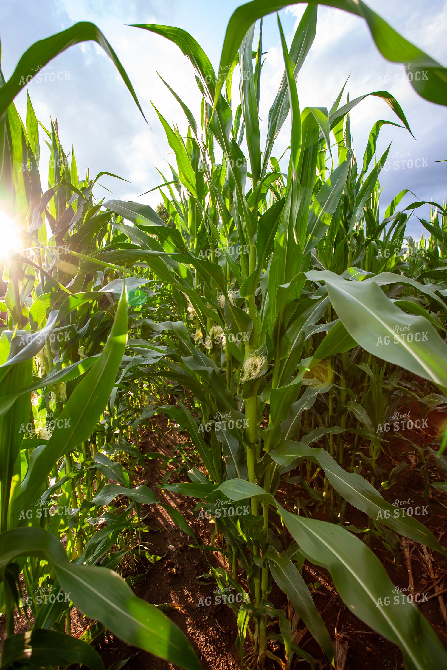 Corn Rows 132057