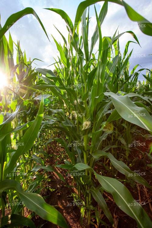 Corn Rows 132057