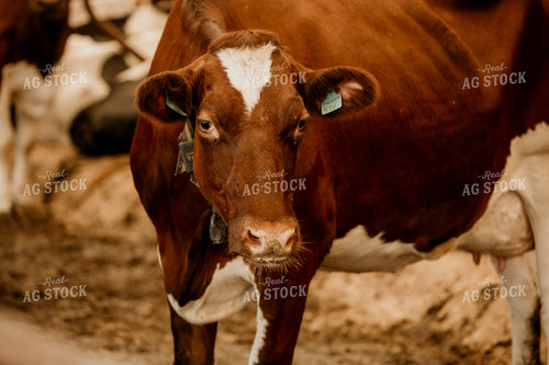 Dairy 2666