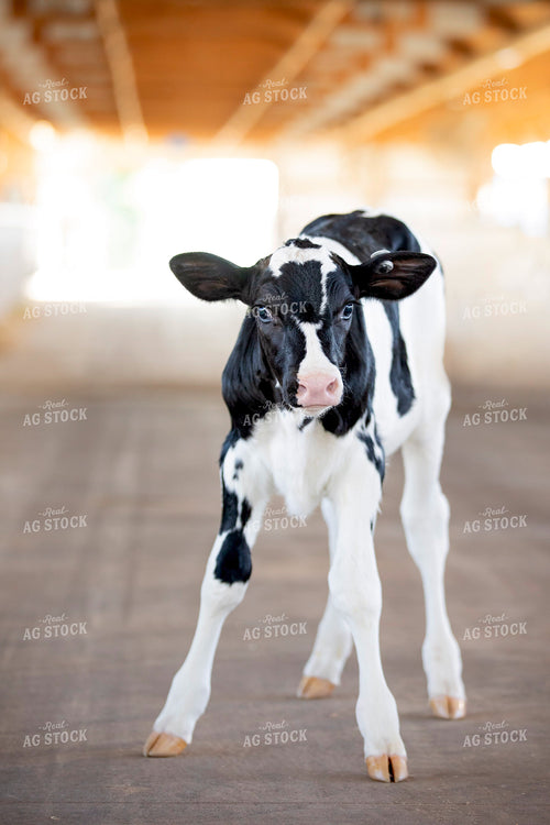 Holstein Calf 55271