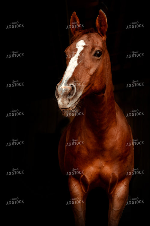 Horse 58086