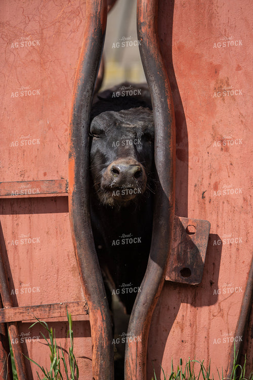 Waygu Cattle 188016