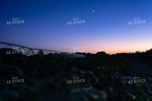 Irrigating at Night 65936