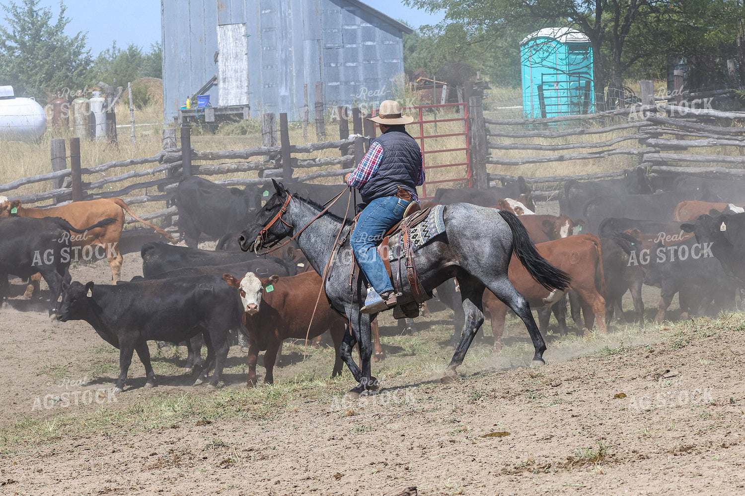 Working Cattle 261112