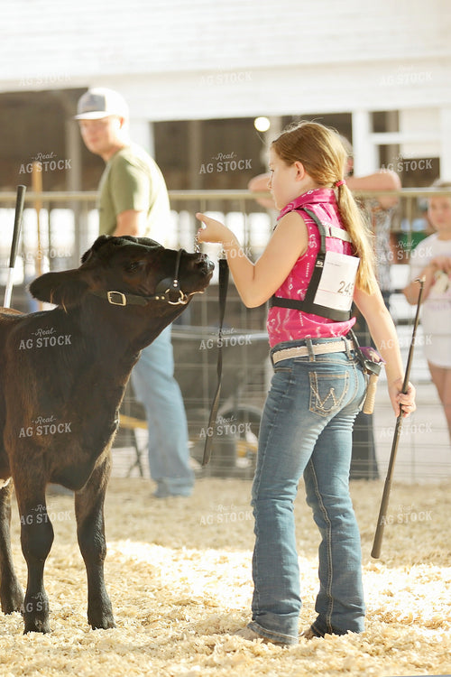 Showing Cattle 127093