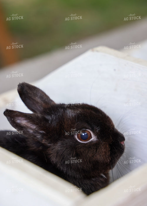 Showing Rabbits 160232