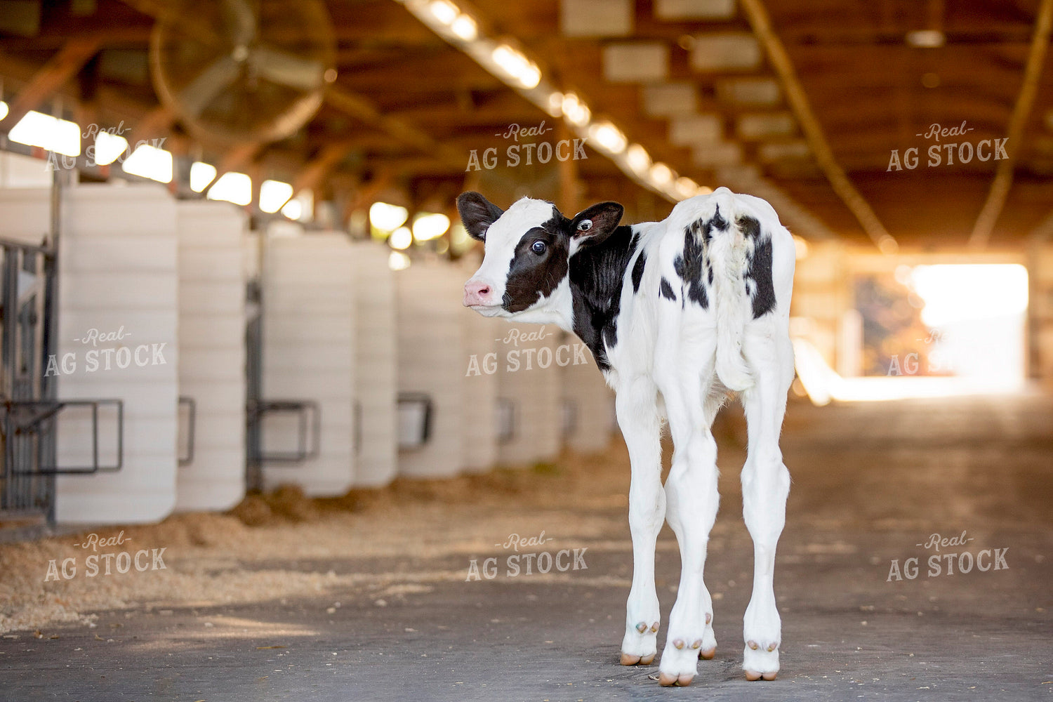 Holstein Calf 55280