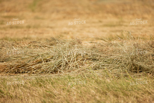 Cut Hay 143013