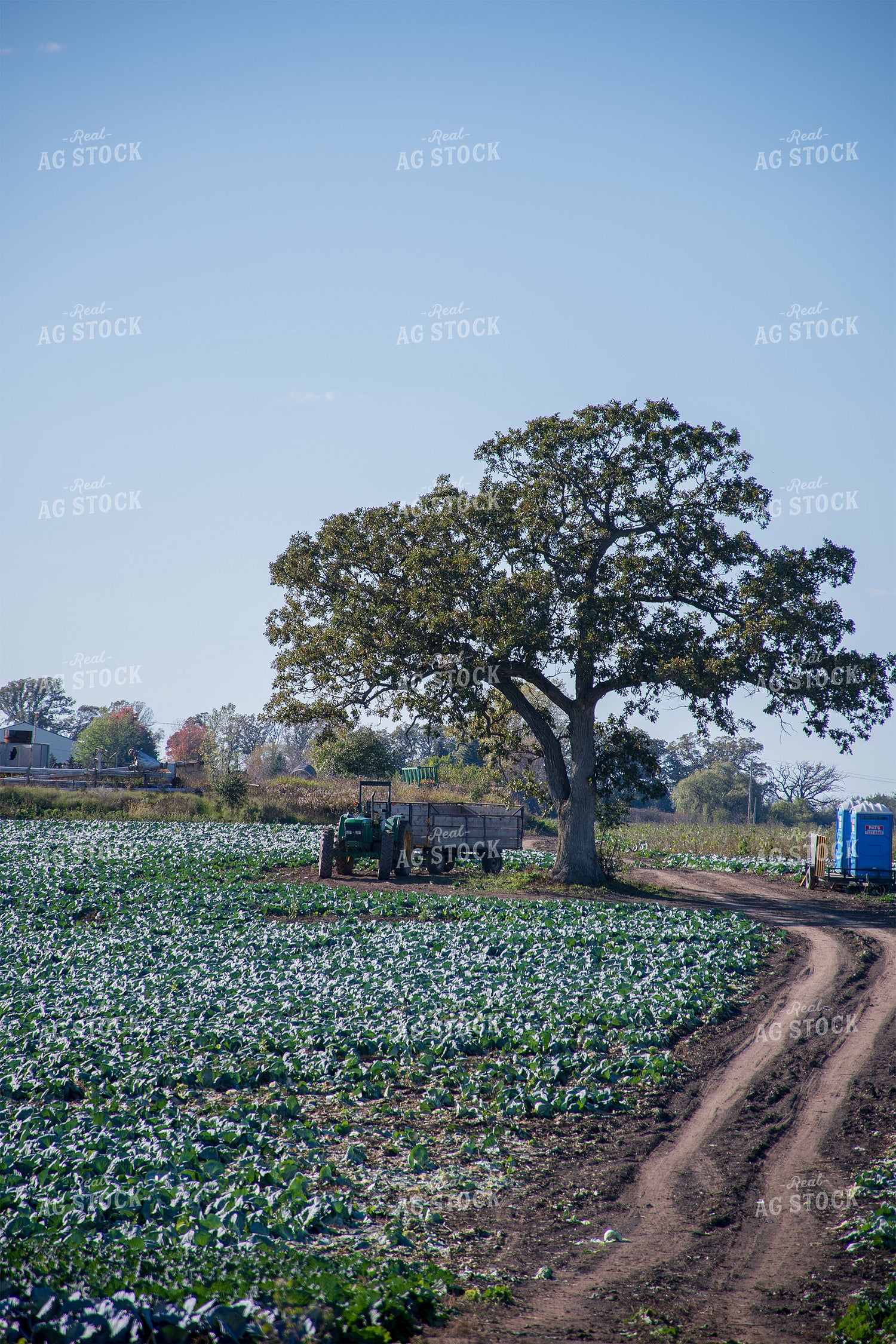 Cabbage Field 50184