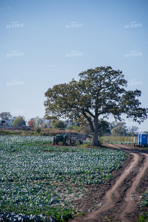 Cabbage Field 50184