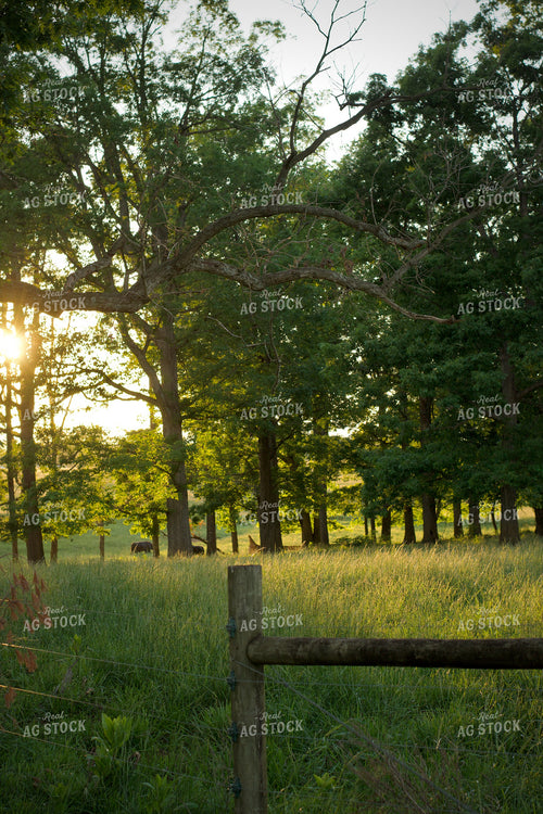 Summer Pasture 251139