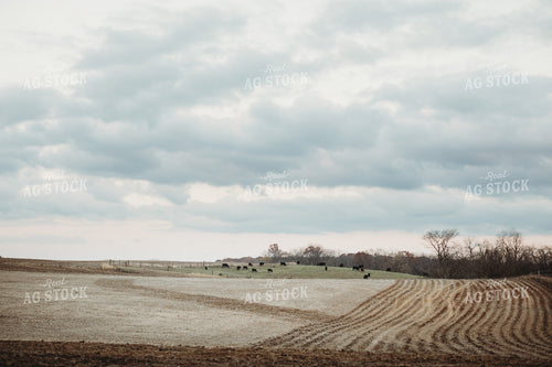 Cows in Pasture at Dusk 3638