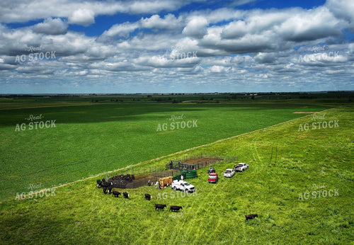 Cattle Pen in Pasture 141345