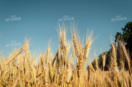 Dried Wheat in Field 59051