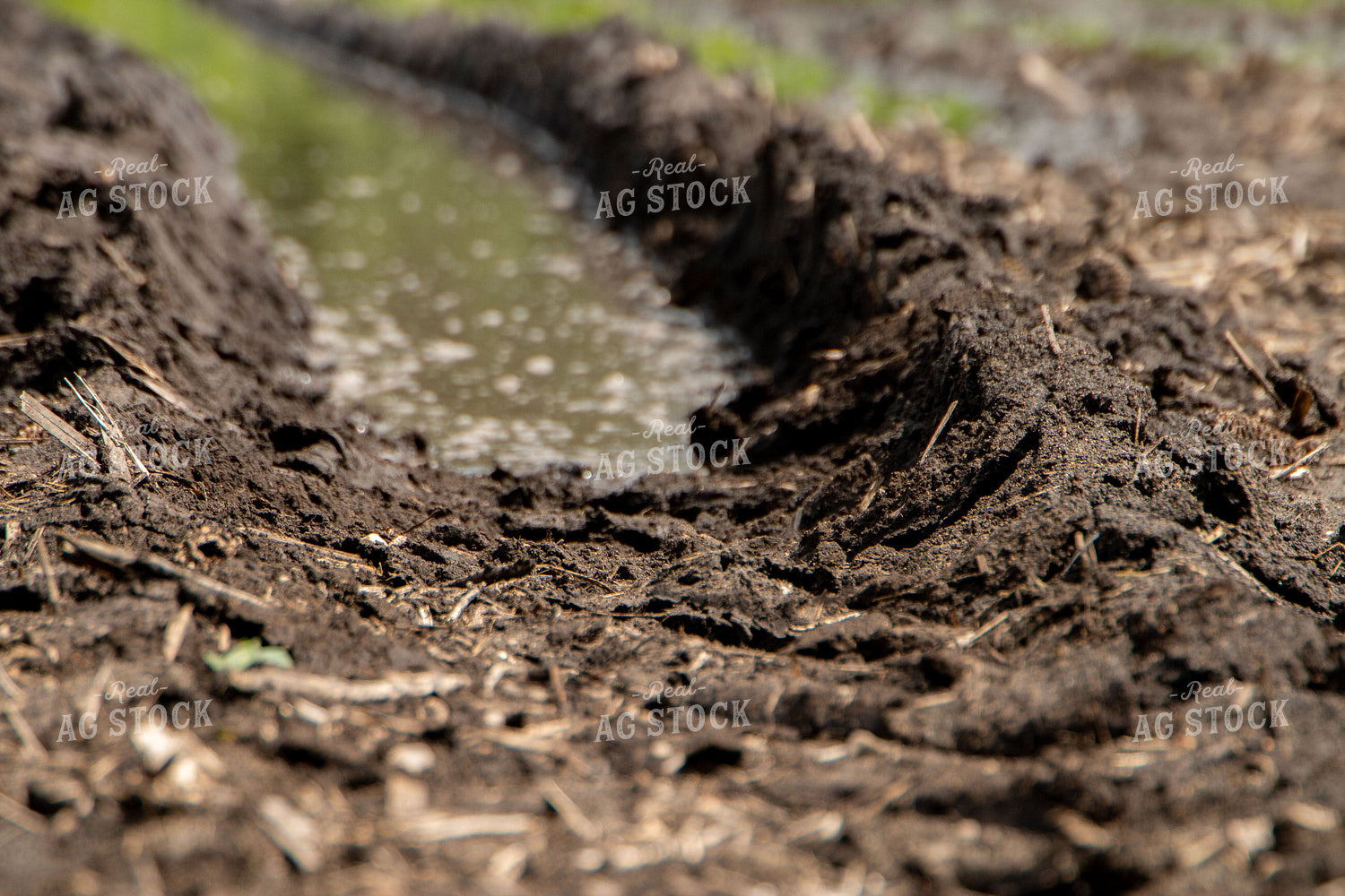 Flooded Corn Field 157190