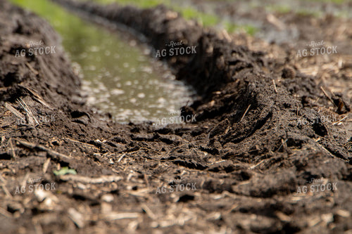 Flooded Corn Field 157190