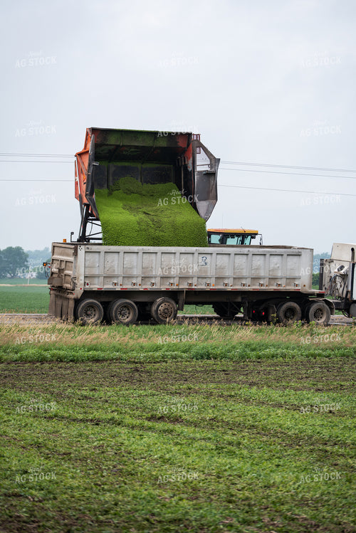 Unloading Peas in Semi Truck 76186