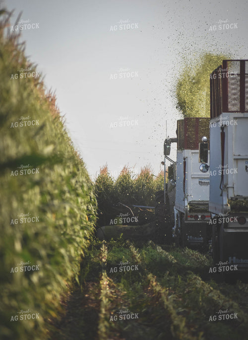 Silage Harvest 56106
