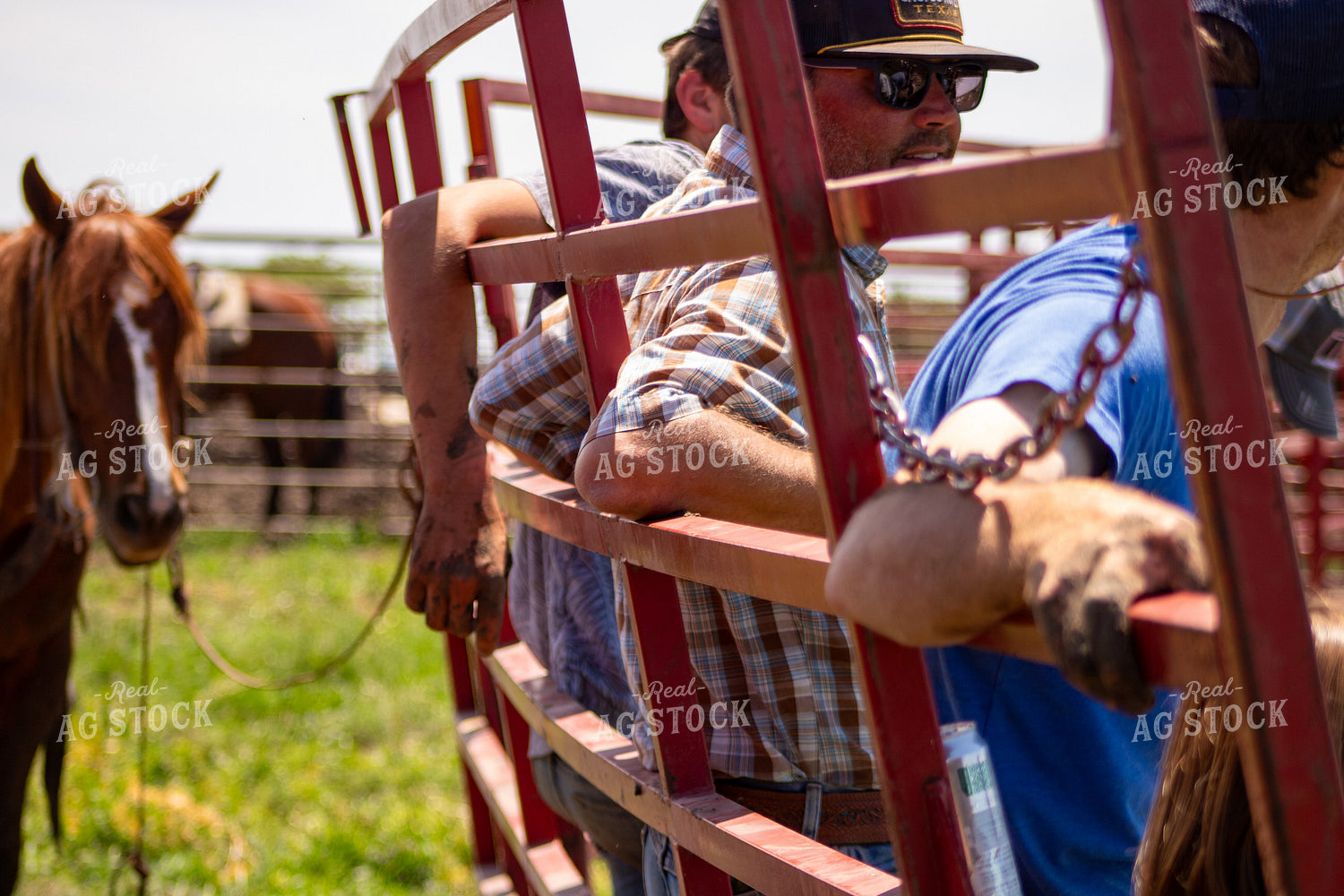 Cattlemen 214306