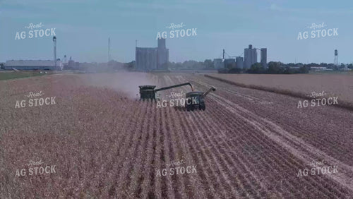 Corn Harvest 239016