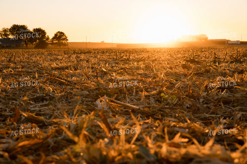 Corn Harvest 26046