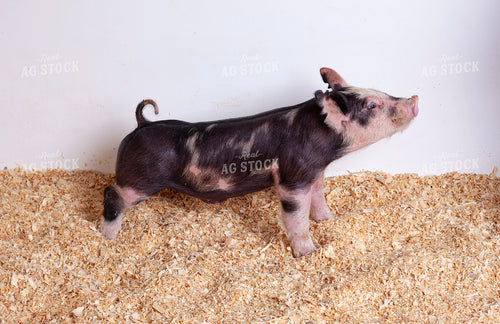 Piglet 132211