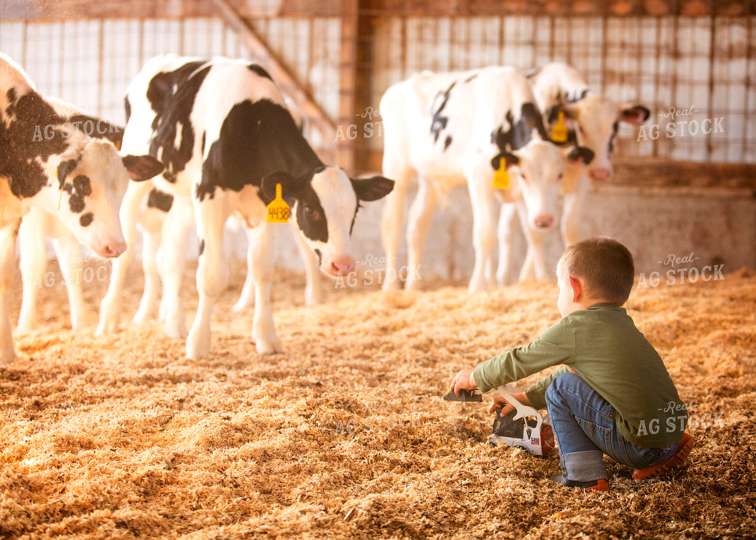 Farm Kid with Holstein Calves 55228