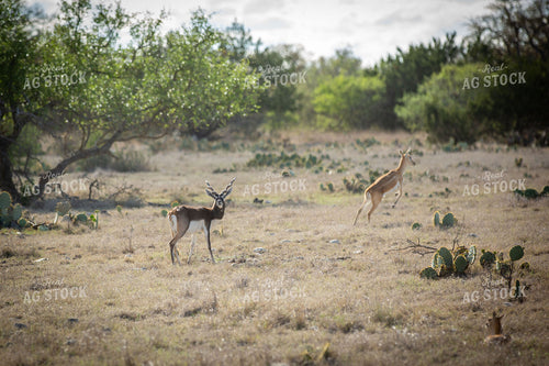 West Texas Axis Deer in Texas Wilderness 134019