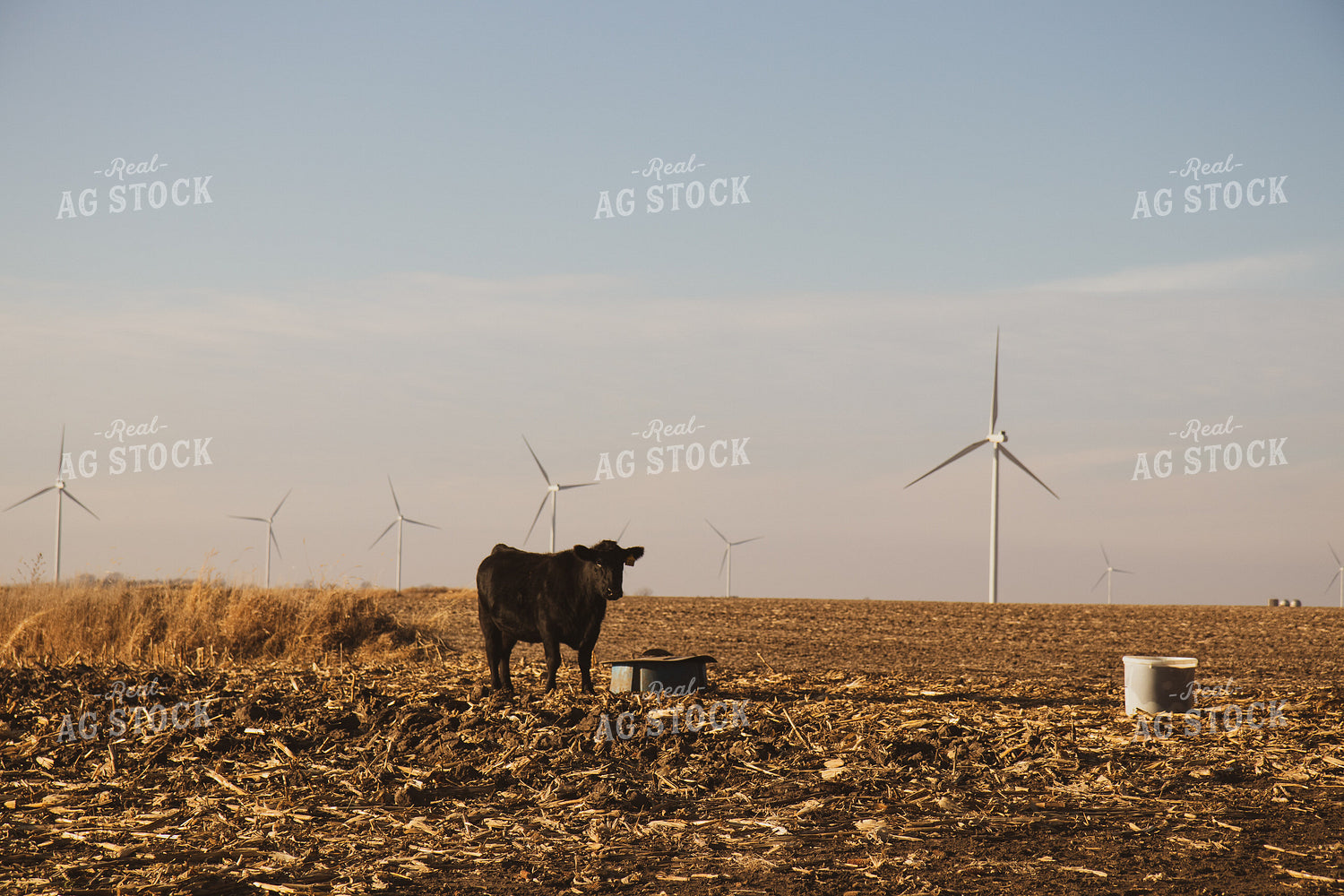 Black Angus Cattle on Corn Stalks 67233