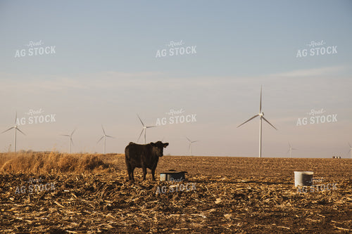 Black Angus Cattle on Corn Stalks 67233
