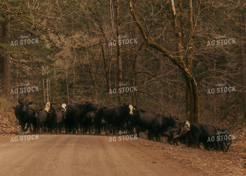 Cattle on Dirt Road 66014