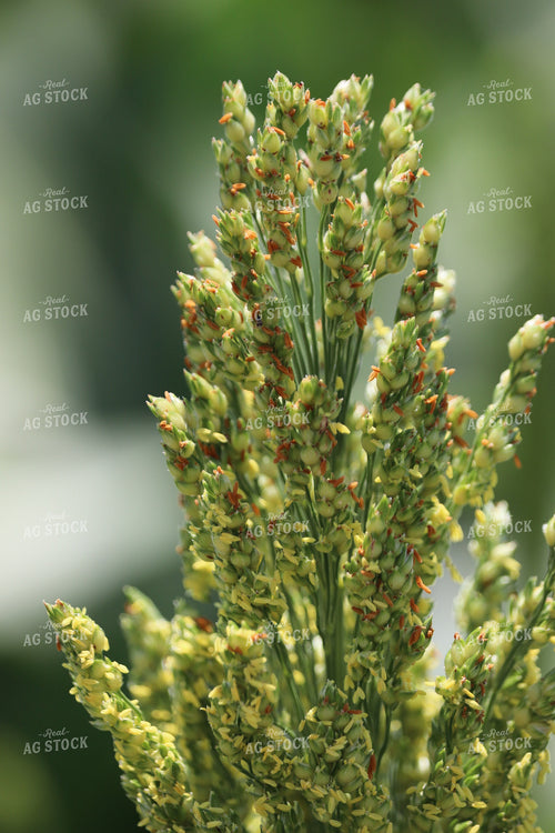 Flowering Sorghum 102027