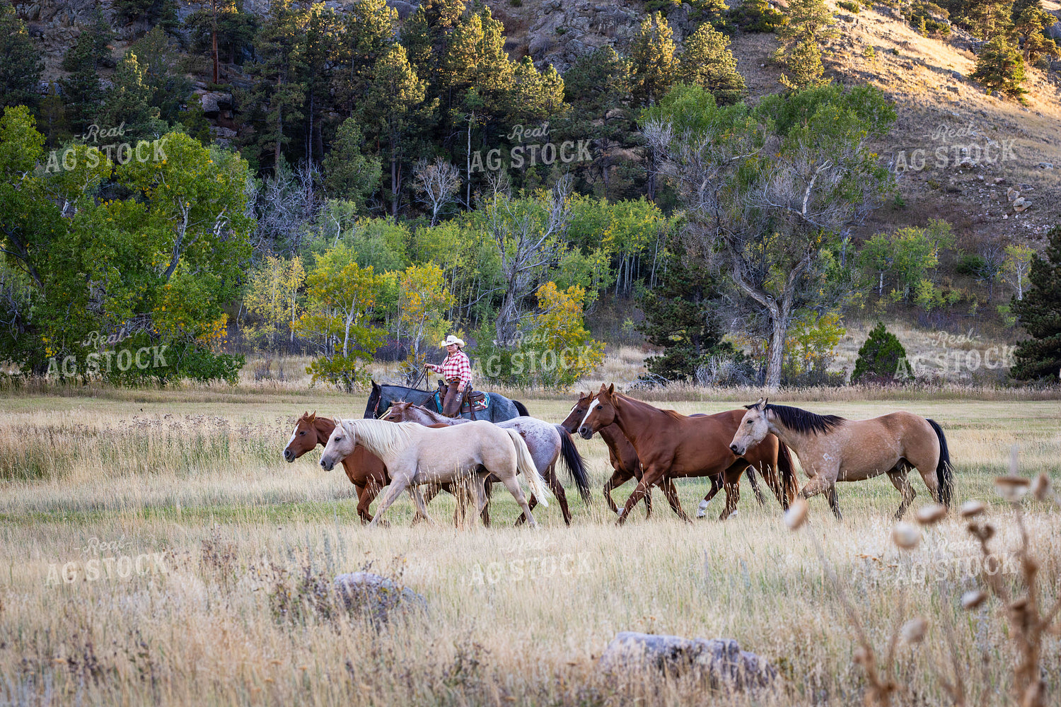 Cowgirl Herding Horses 290022
